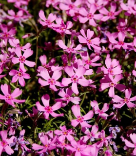 Phlox subulata 'Moerheimii'